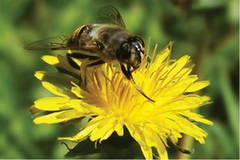 Welsh pollinator at work